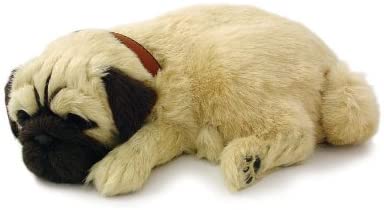 Pug