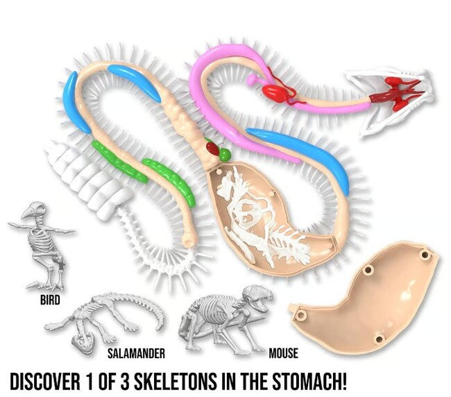 Dissect IT Rattlesnke Lab