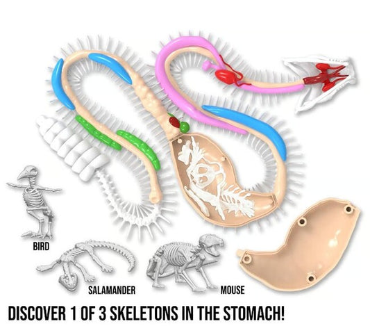Dissect IT Rattlesnke Lab