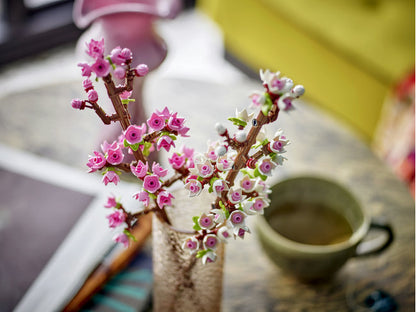 Cherry Blossoms