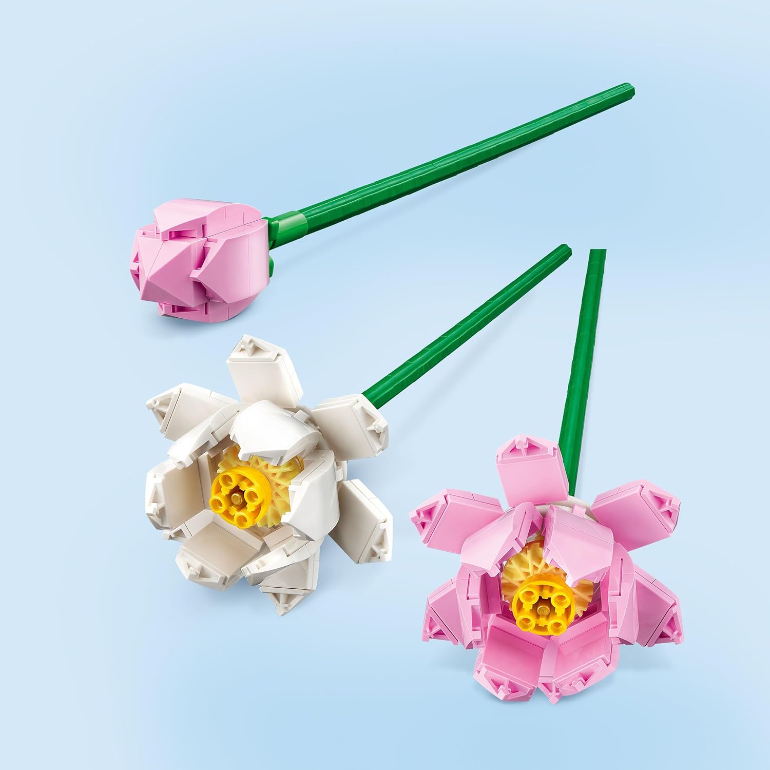 Lotus
